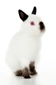 Netherland: RABBIT - Netherland dwarf himalyan