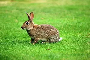 Nervous: RABBIT - in open meadowland, August