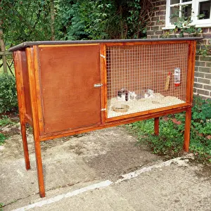 Hutch: RABBIT - in outdoor hutch