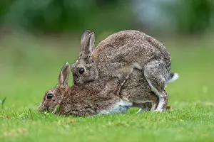 Copulation: Rabbit - Pair Mating - UK