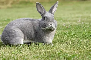 Originated: Rabbit - Perl Feh / Parelfeh Breed - originated in Germany