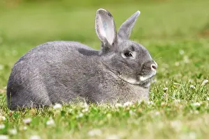 Originated: Rabbit - Perl Feh / Parelfeh Breed - originated in Germany