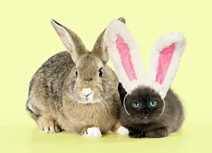 Silly: Rabbit, Pet rabbit ( agouti ) with asian kitten