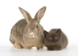 Asians: Rabbit, Pet rabbit ( agouti ) with asian kitten