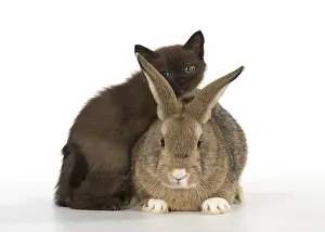 Asians: Rabbit, Pet rabbit ( agouti ) with asian kitten