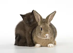 Asians: Rabbit, Pet rabbit ( agouti ) with asian kitten