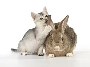 Secret: Rabbit, Pet rabbit ( agouti ) with Burmilla kitten