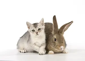 Cointact: Rabbit, Pet rabbit ( agouti ) with Burmilla kitten
