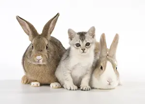 140218: Rabbit, Pet rabbits ( agouti ) & Dutch with