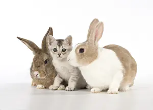 Cointact: Rabbit, Pet rabbits ( agouti ) & Dutch with
