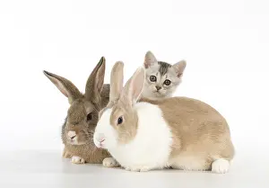 Cointact: Rabbit, Pet rabbits ( agouti ) & Dutch with