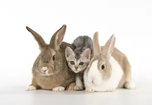 Cointact: Rabbit, Pet rabbits ( agouti ) & Dutch with