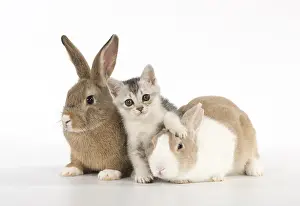 Cointact: Rabbit, Pet rabbits ( agouti ) & Dutch with