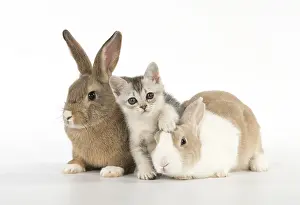 Cointact: Rabbit, Pet rabbits ( agouti ) & Dutch with
