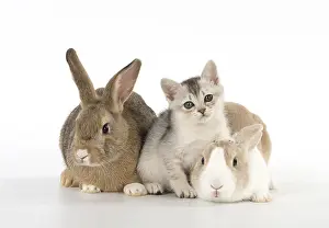 Cointact: Rabbit, Pet rabbits ( agouti ) & Dutch with