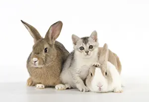 Cointact: Rabbit, Pet rabbits ( agouti ) & Dutch with