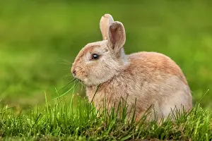 Metzingen: rabbit - red rabbit sitting on a meadow feeding