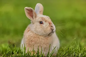Metzingen: rabbit - red rabbit sitting on a meadow looking