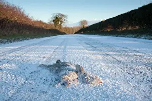 Roadkill: Rabbit Roadkill - Dead rabbit on snow covered road
