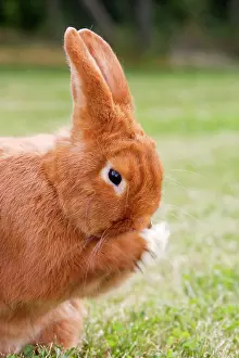 Originated: Rabbit - Sachsengold - cleaning face. Originated in Germany