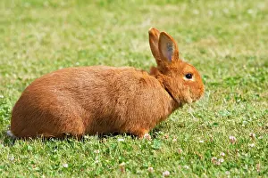 Originated: Rabbit - Sachsengold. Originated in Germany