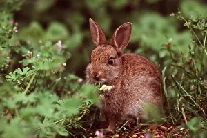 Rabbits: RABBIT - sits among plants