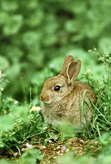 Rabbits: RABBIT - sits among plants