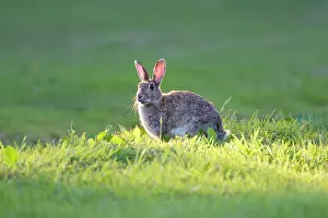 Shaft: Rabbit - sitting on lawn in shaft of sunlight
