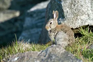 Uist: Rabbit - sitting among rocks