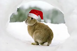 Warren: Rabbit - in snow wearing Christmas hat