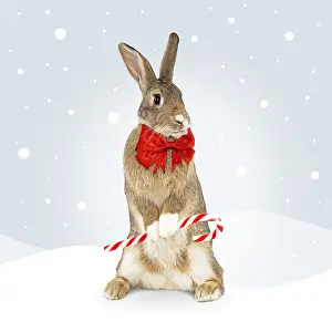 Bows: Rabbit, standing up holding Christmas candy cane