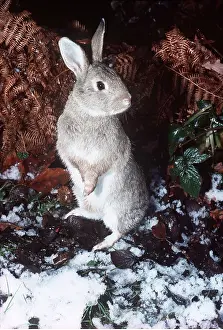 Martin Beames: RABBIT - standing in snow