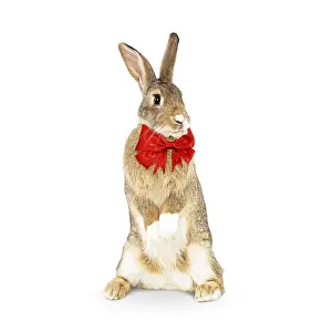 Bows: Rabbit, standing up wearing red bow tie, Easter