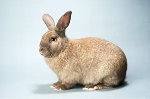 Sussex: RABBIT - Sussex gold