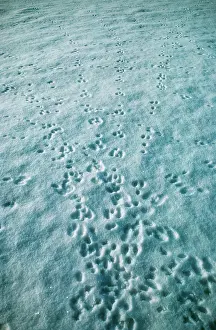 Pugmarks: RABBIT - tracks in snow
