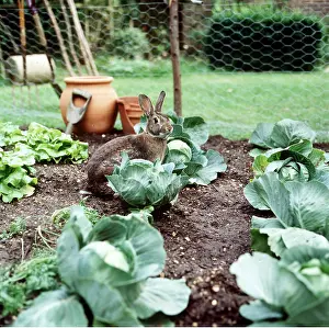 Cabbages: RABBIT - in vegetable patch