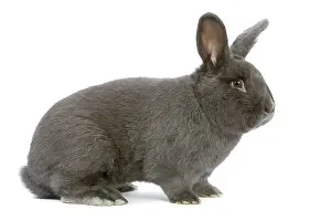 Vienna: Rabbit - Vienna Blue blue de vienne - in studio