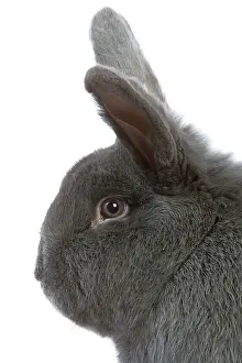 Vienna: Rabbit - Vienna Blue blue de vienne - in studio