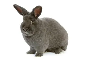 Vienna: Rabbit - Vienna Blue blue de vienne - in studio