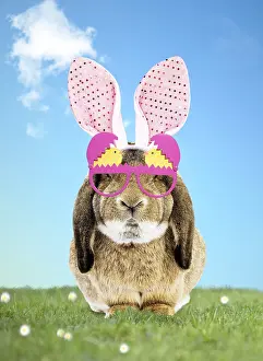 280219: Rabbit wearing Bunny ears and spring glasses in spring scene