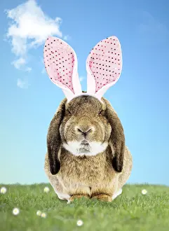 280219: Rabbit wearing Bunny ears in spring scene