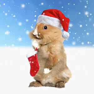 Stocking: Rabbit wearing Christmas hat in winter snow scene