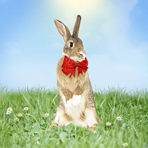 Bows: Rabbit wearing red bow tie in spring scene with