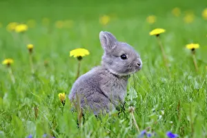 Dandelions: Rabbit - few weeks old sitting in meadow of dandelions