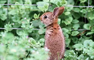 Wire: RABBIT - by wire fence