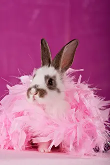 Clothes: Rabbit wrapped in a pink feather boa