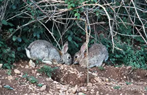 Burrows: RABBIT -x two at burrow entrance