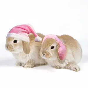 Muff: Rabbit - x2 three weeks old, wearing pink Christmas