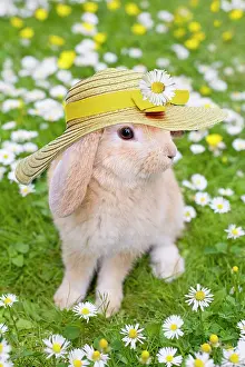 Bonnets: Rabbit, young with hat on grass lawn amongst
