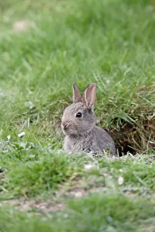 Burrows: Rabbit - youngster by burrow